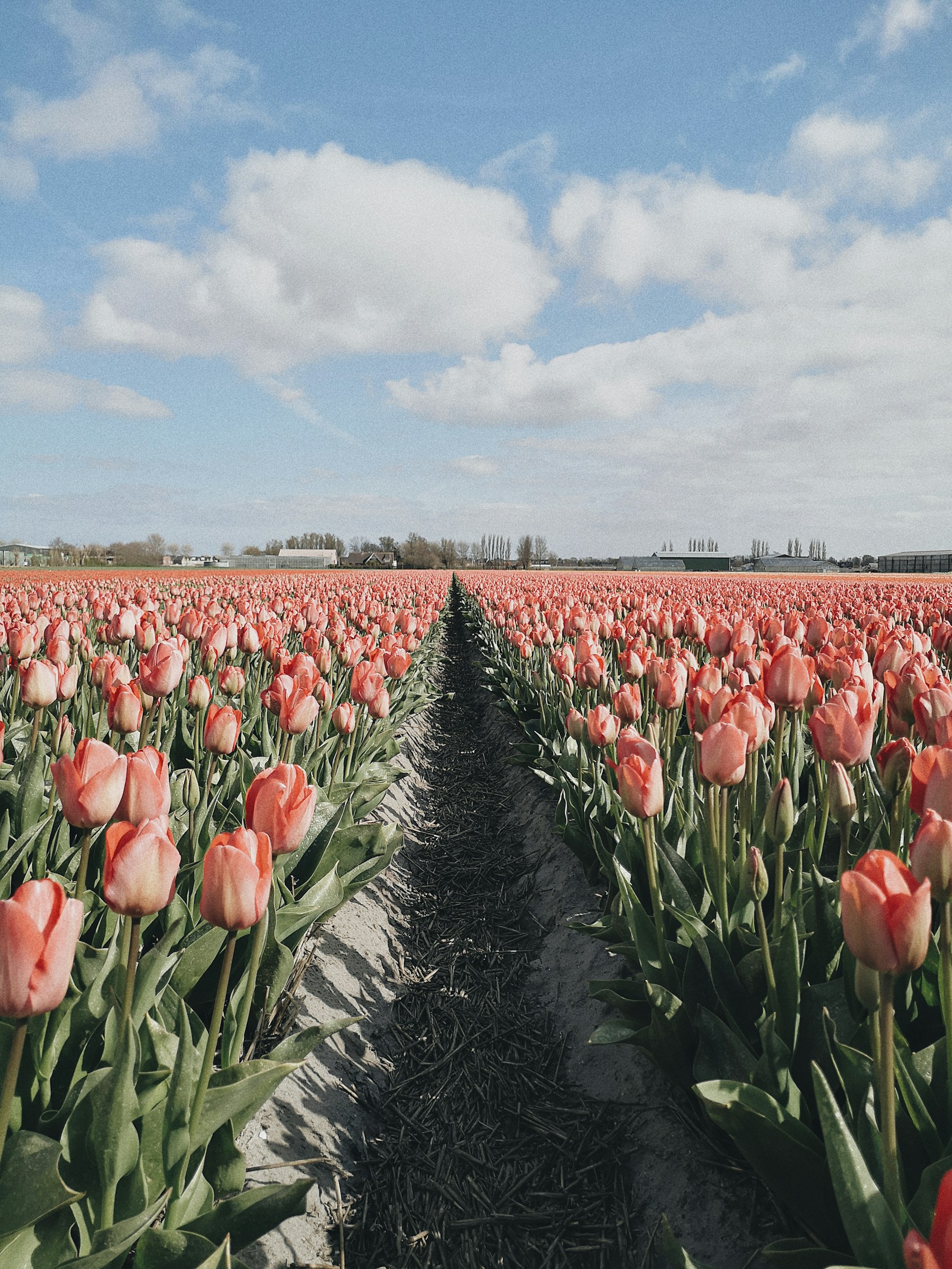 Lange rijen roze tulpen onder een blauwe lucht